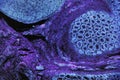 Microscopic Photo of Animal Cells in Blues and Purple