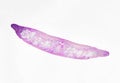 Microscopic photography. Planaria, transversal section. Royalty Free Stock Photo