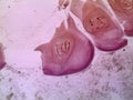 Salivary gland cells of the non-biting midge - giant chromosomes under the microscope