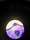 Microscopic plant cell bundle