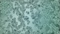 Microscopic plate of bacteria multiplying themselves Royalty Free Stock Photo