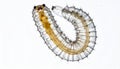 Microscopic Polychaete Worm Larva on White Royalty Free Stock Photo