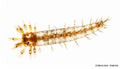 Microscopic Polychaete Worm Ophryotrocha Specimen Royalty Free Stock Photo
