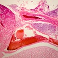 Microscopic section o kidney Royalty Free Stock Photo