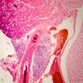 Microscopic section o kidney