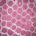 Microscopic section of Testis T.S