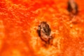 Microscopic shot of seed in watermelon as an abstract background