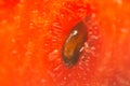 Microscopic shot of seed in watermelon as an abstract background