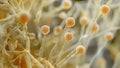 A of microscopic spores from a fungal each with a thick protective coat and tiny filaments extending outwards. These