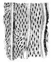Microscopic Structure of Bone, vintage illustration