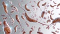 Microscopic trypanosoma brucei cell in motion, wavy body form and flagellum visible, white Royalty Free Stock Photo