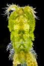 Microscopic view of algae covered Freshwater copepod Cyclops Royalty Free Stock Photo