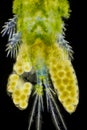 Microscopic view of algae covered Freshwater copepod Cyclops. Back part with eggs