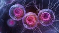 A microscopic view of a atocyte the precursor cell to undergoing meiosis and producing four unique daughter cells. The