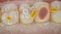 Microscopic view of bacteria and microbes colonizing tooth surfaces and gums Keywords: bacteria, microbes Royalty Free Stock Photo