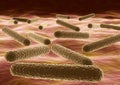 Microscopic view of Bacteria Mycobacterium tuberculosis causative agent of tuberculosis Royalty Free Stock Photo