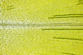 Microscopic view of Canadian waterweed Elodea canadensis leaf