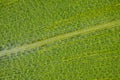 Microscopic view of Canadian waterweed Elodea canadensis leaf