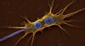 Microscopic View of Cell Division Showing Nuclei and Dendritic Structures