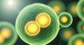 Microscopic view of cell division showing two nuclei forming within a green cell Royalty Free Stock Photo