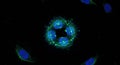 Microscopic View of Cellular Structures: A Kaleidoscope of Life\'s Building Blocks
