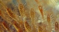 A microscopic view of a ciliates cilium showing the intricate structures of tiny hairlike projections moving in a