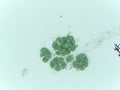 Microscopic View of the Colonial Green Alga Pandorina Royalty Free Stock Photo