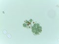 Microscopic View of the Colonial Green Alga Pandorina Royalty Free Stock Photo