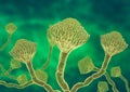 Microscopic view of a colony of Aspergillus fungi, which causes the lung infection aspergillosis, aspergilloma of the brain and