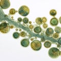 Microscopic View of Colorful Microorganisms and Bacteria with Unique Patterns and Shapes in a Clear Fluid Environment Royalty Free Stock Photo