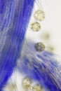 Microscopic view of a Common chicory Cichorium intybus flower stigma detail