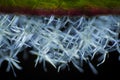 Microscopic view of Common mullein Verbascum thapsus trichomes hairs