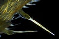 Microscopic view of Common nettle Urtica dioica defensive hair