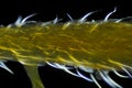 Microscopic view of Common nettle Urtica dioica plant