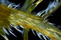 Microscopic view of Common nettle Urtica dioica plant