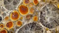 A microscopic view of a crosssection of a mycelial mat revealing the distinct layers of hyphae spores and