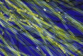 Microscopic view of a cyanobacteria blue-green algae, Oscillatoria filaments