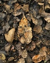 A microscopic view of a decomposing leaf litter on the forest floor