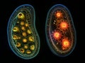 microscopic view: detailed comparison of diatom cell internal structures