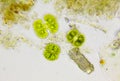 Microscopic view of detritus with algae Cosmarium and bacteria Royalty Free Stock Photo