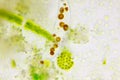 Microscopic view of detritus and different algae Royalty Free Stock Photo