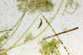 Microscopic view of detritus with various species of freshwater algae Royalty Free Stock Photo