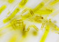 Microscopic view of a diatoms Diatoma between algae cells Royalty Free Stock Photo