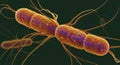 Microscopic View of Dividing Bacteria Royalty Free Stock Photo