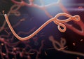 A microscopic view of the Ebola virus Royalty Free Stock Photo
