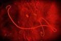 Microscopic view of the Ebola virus Royalty Free Stock Photo