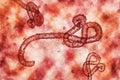 Microscopic view of the ebola virus illustration Royalty Free Stock Photo