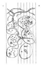 Microscopic view of a fermented apple vintage illustration