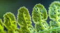 A microscopic view of a fern spore showing intricate details of its structure and potential for wide dispersal. . Royalty Free Stock Photo