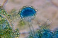 Microscopic View of a Fungal Head (Conidiophore) with Blue S Royalty Free Stock Photo
